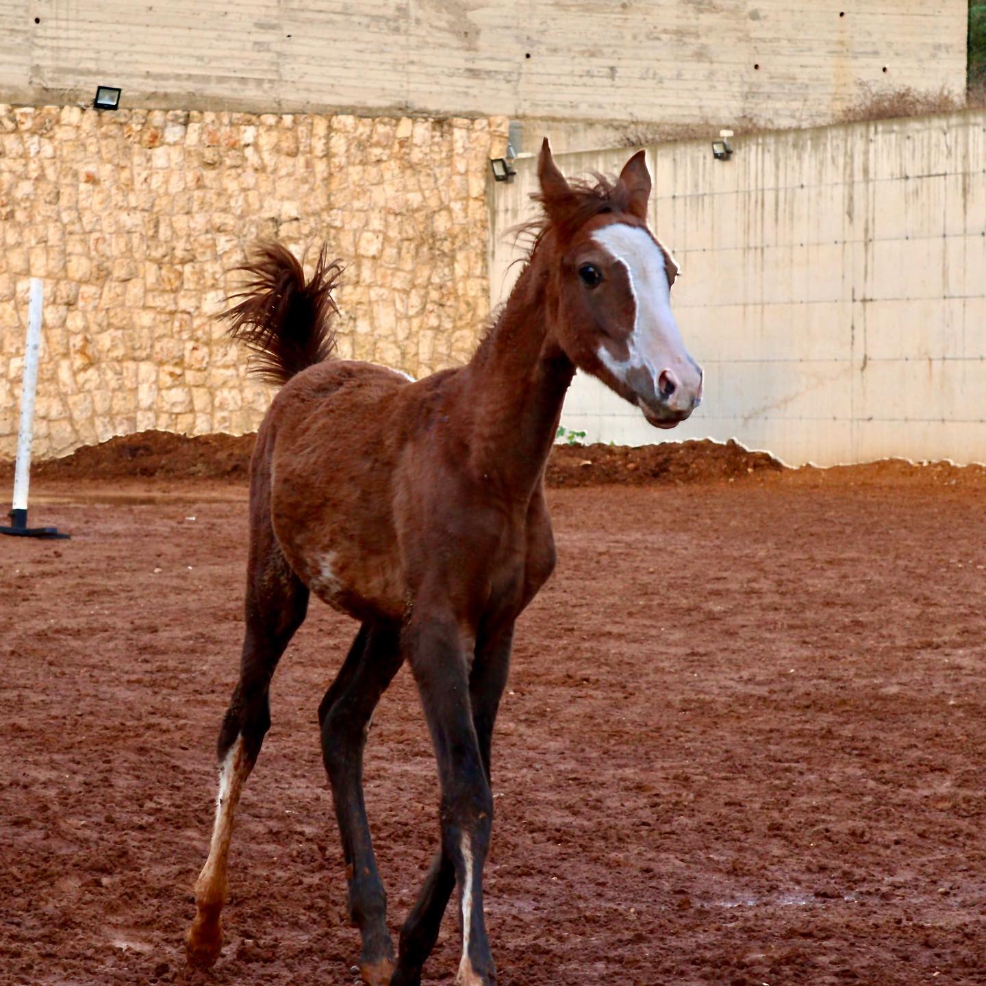 Horse Riding in Koura