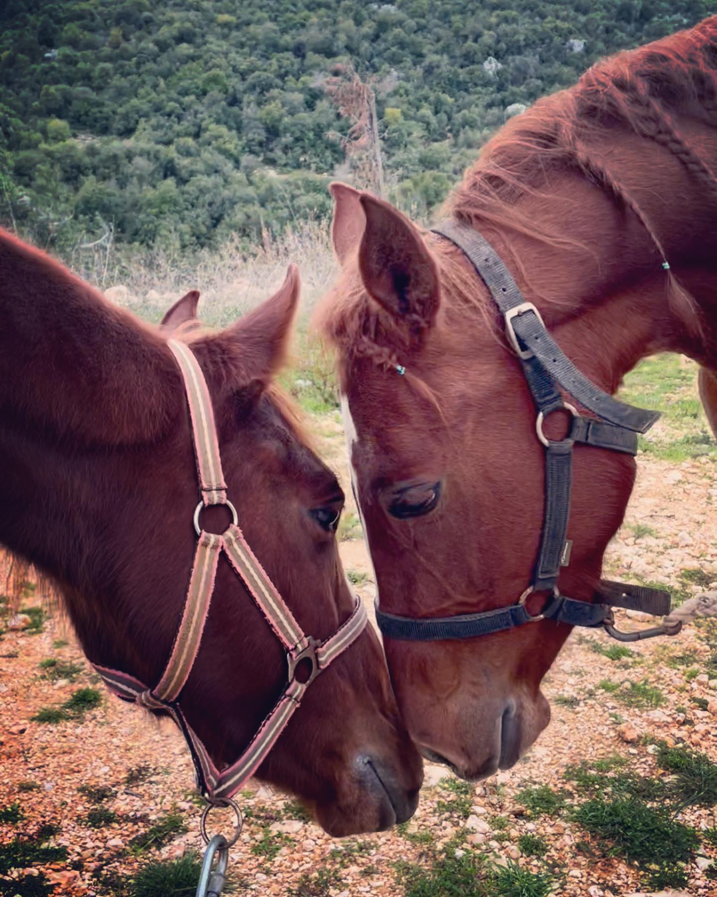 Horse Riding in Koura