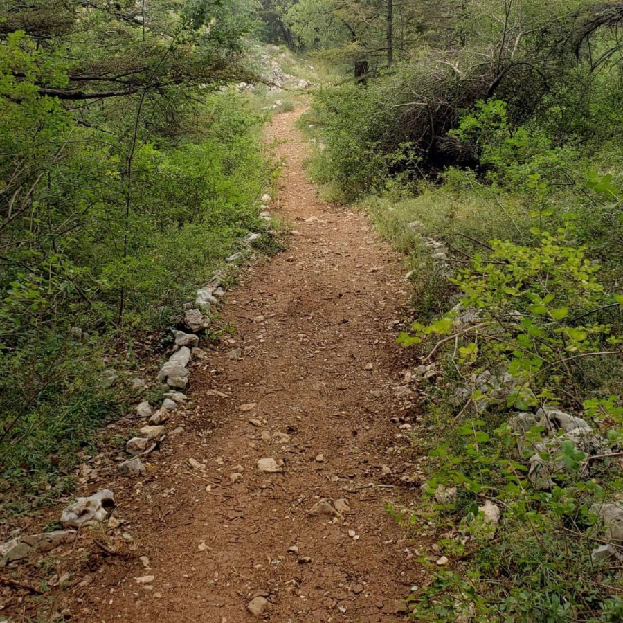 Tannourine Cedar Forest Nature Reserve