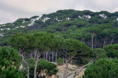 Pine forests in Ain Zhalta