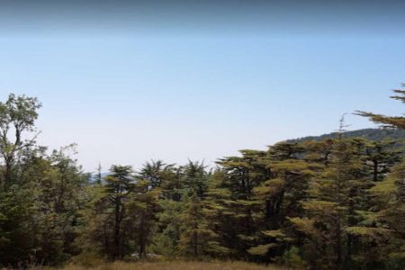 Tannourine Cedar Forest Nature Reserve