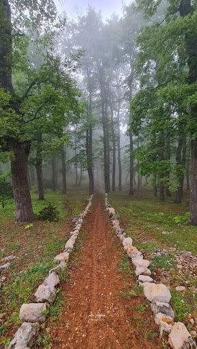 Hike in Aazr Forest