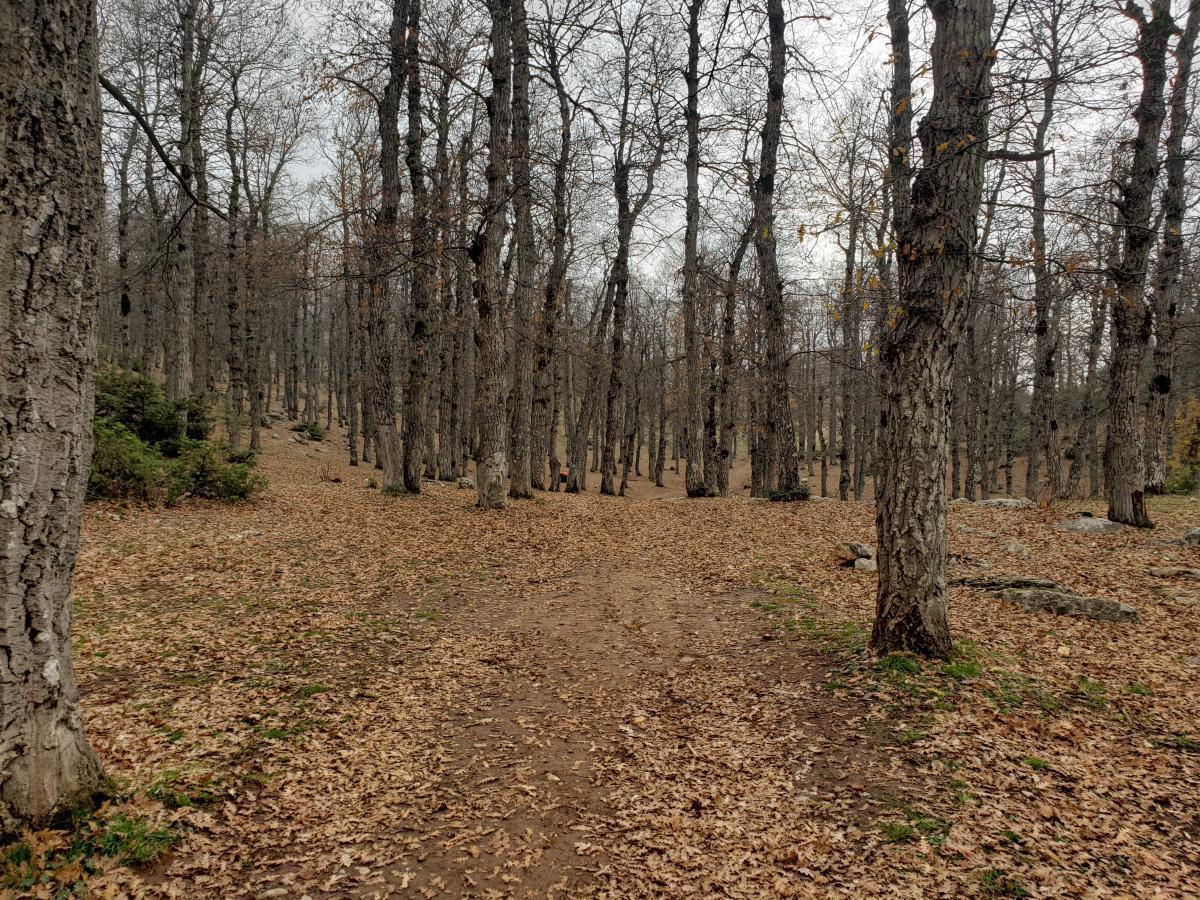 Hike in Aazr Forest