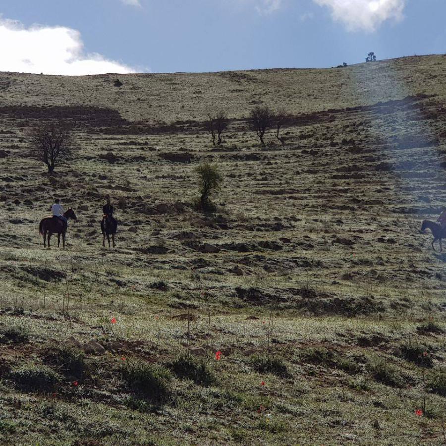 Cedars Horse Riding Club