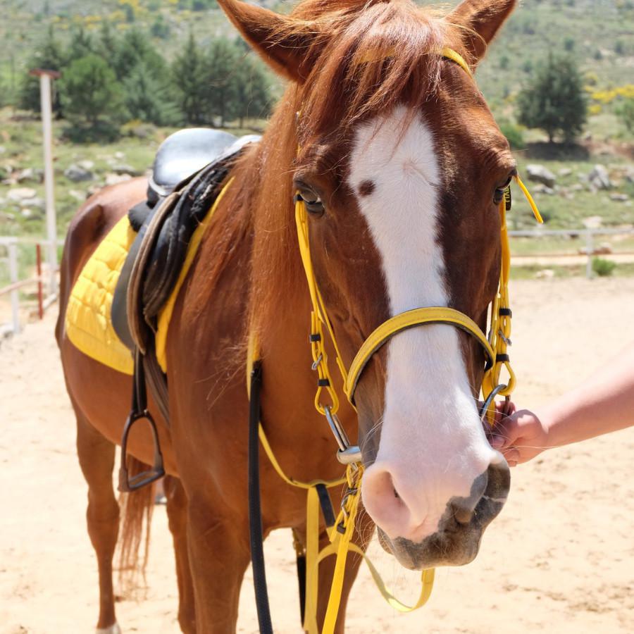 Cedars Horse Riding Club