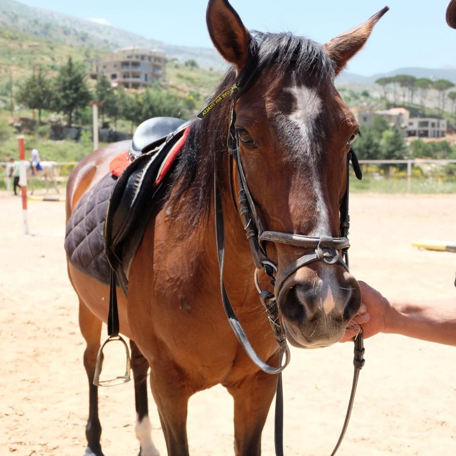 Cedars Horse Riding Club