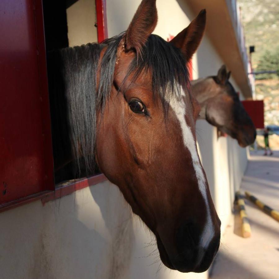 Cedars Horse Riding Club