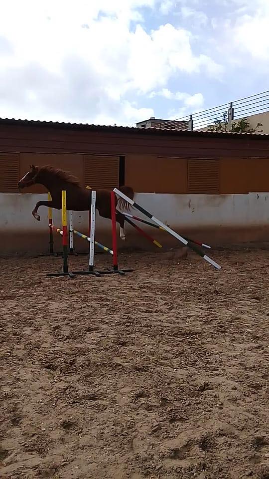 Horse Riding in Koura