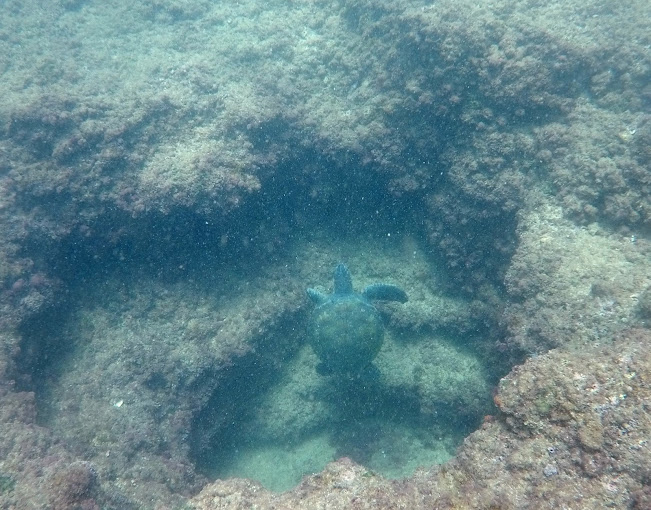 Diving in Beirut