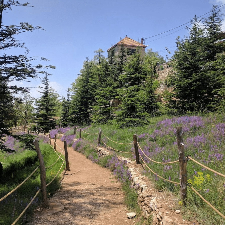 Cedars Forest