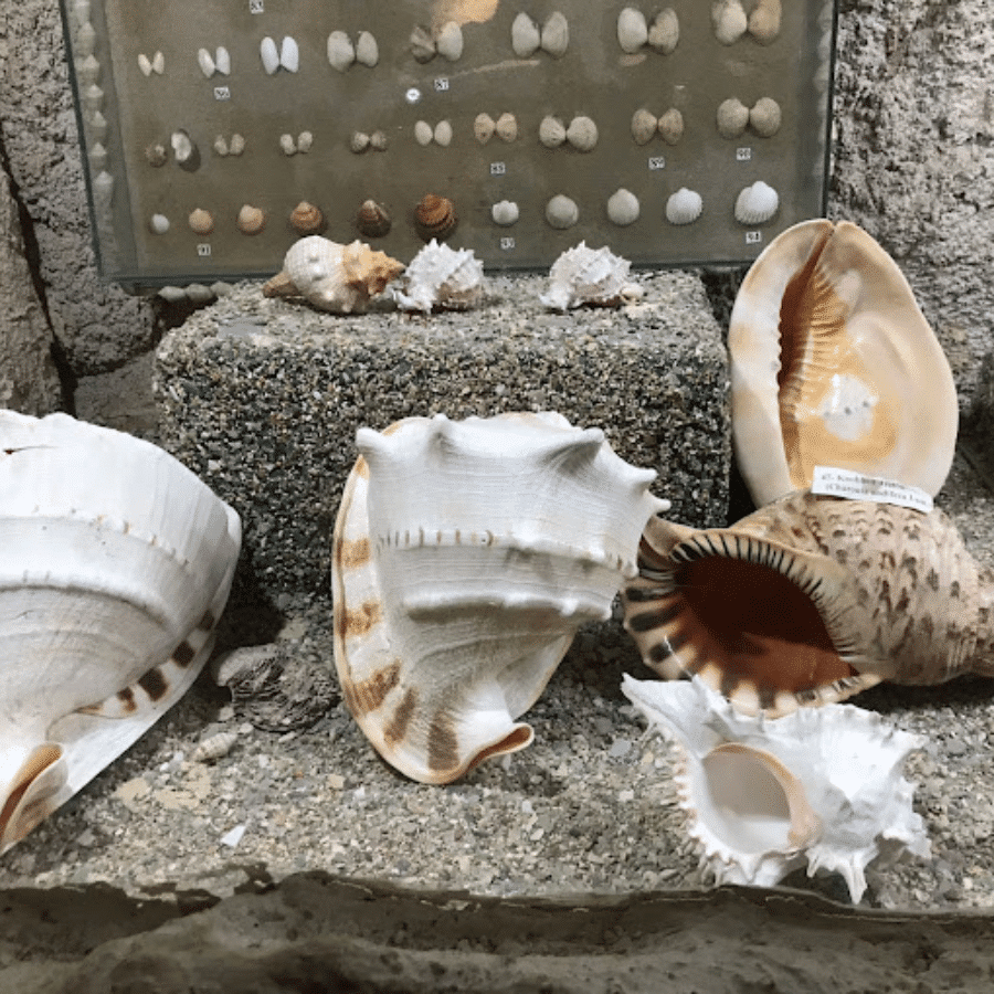 Lebanese Marine and Wildlife Museum