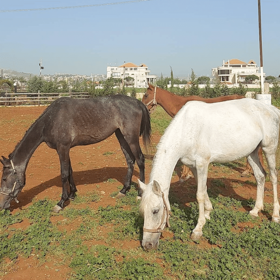 Al Adeyyat Horse Club