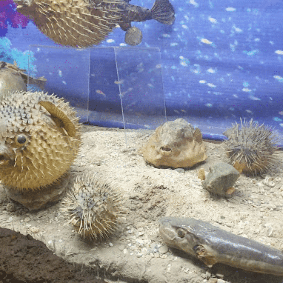 Lebanese Marine and Wildlife Museum