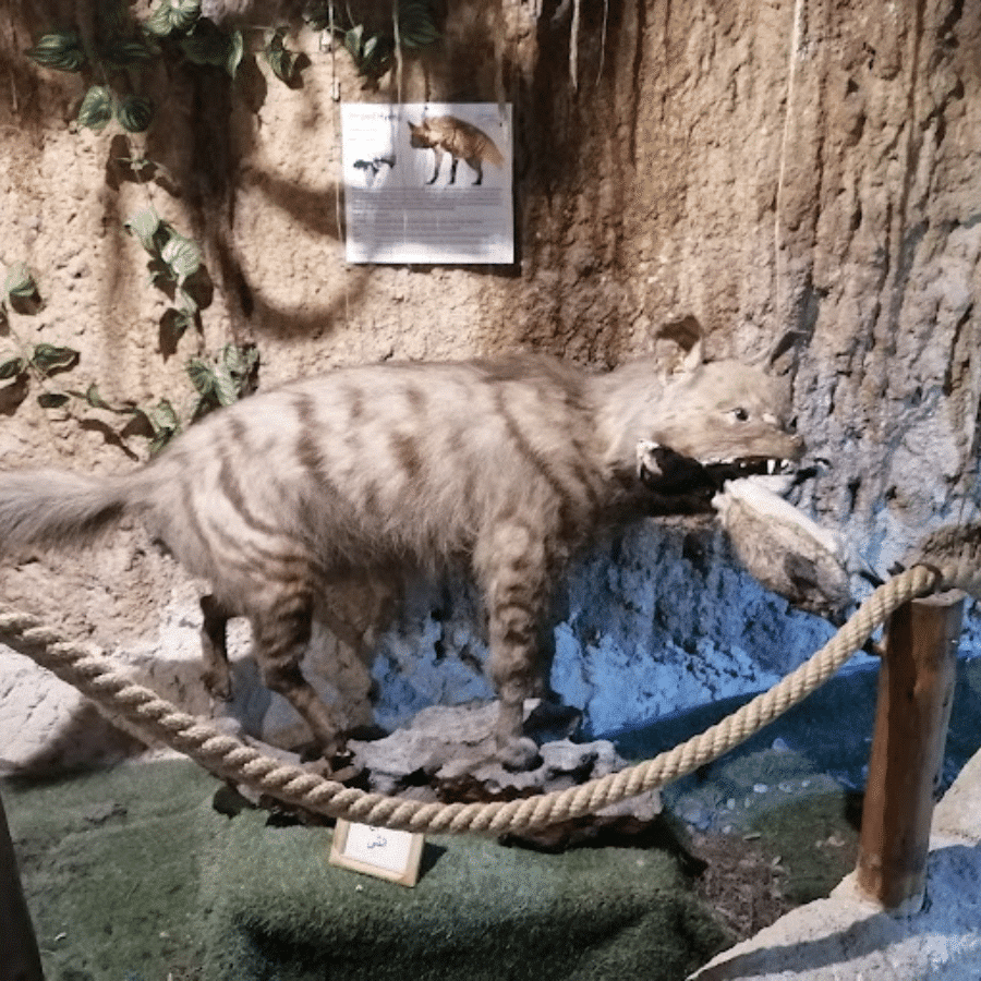 Lebanese Marine and Wildlife Museum