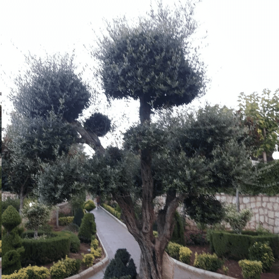 The garden of the Saydeh Al Maasoumeh