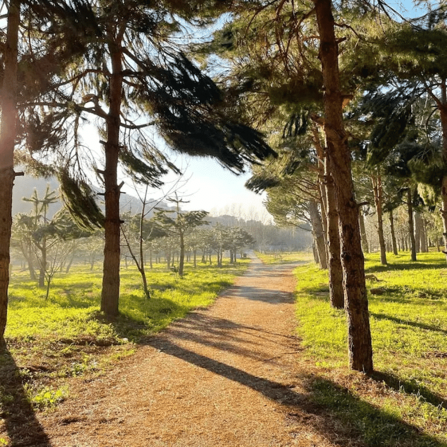 Chbanieh Forest