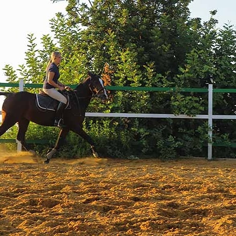 Cavallino Horse Riding Club – Jezzine