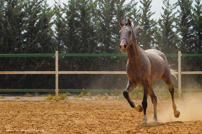 Cavallino Horse Riding Club – Jezzine