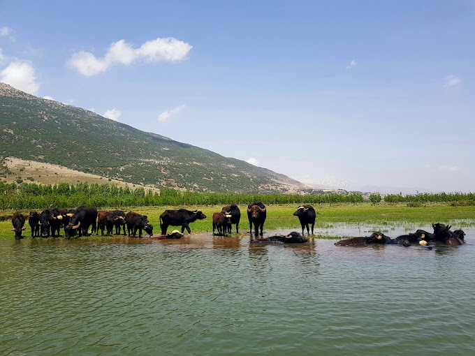 Ammiq Wetlands