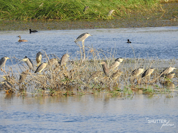 Ammiq Wetlands