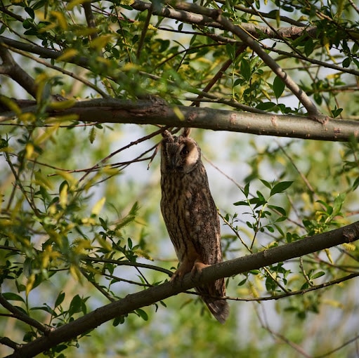 Ammiq Wetlands