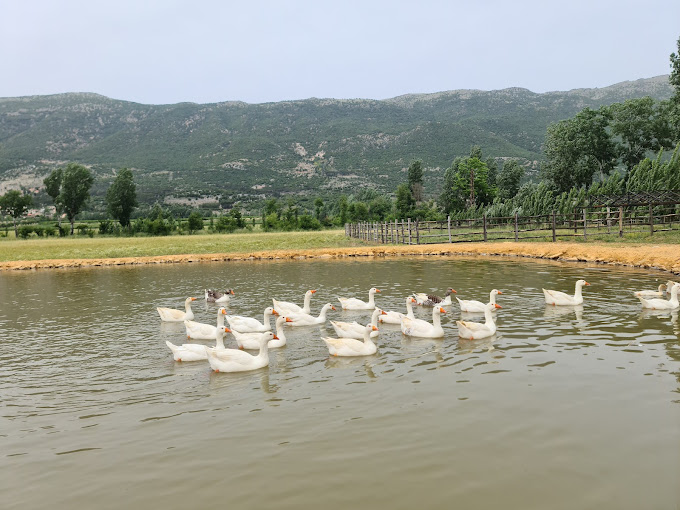 Ammiq Wetlands