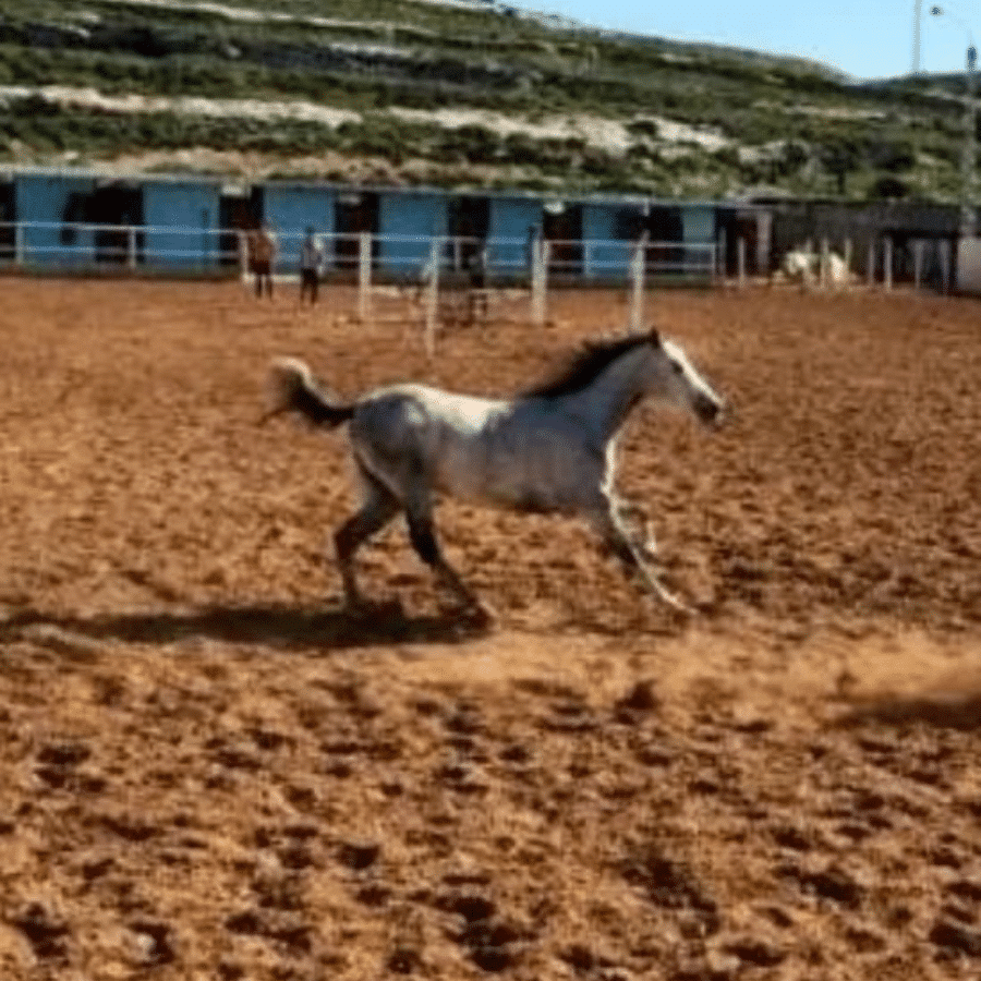 Al Adeyyat Horse Club