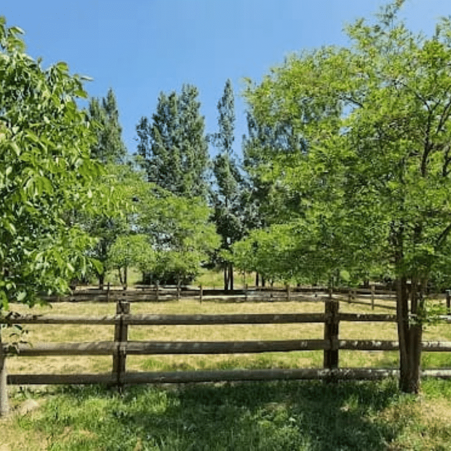 Chbanieh Forest