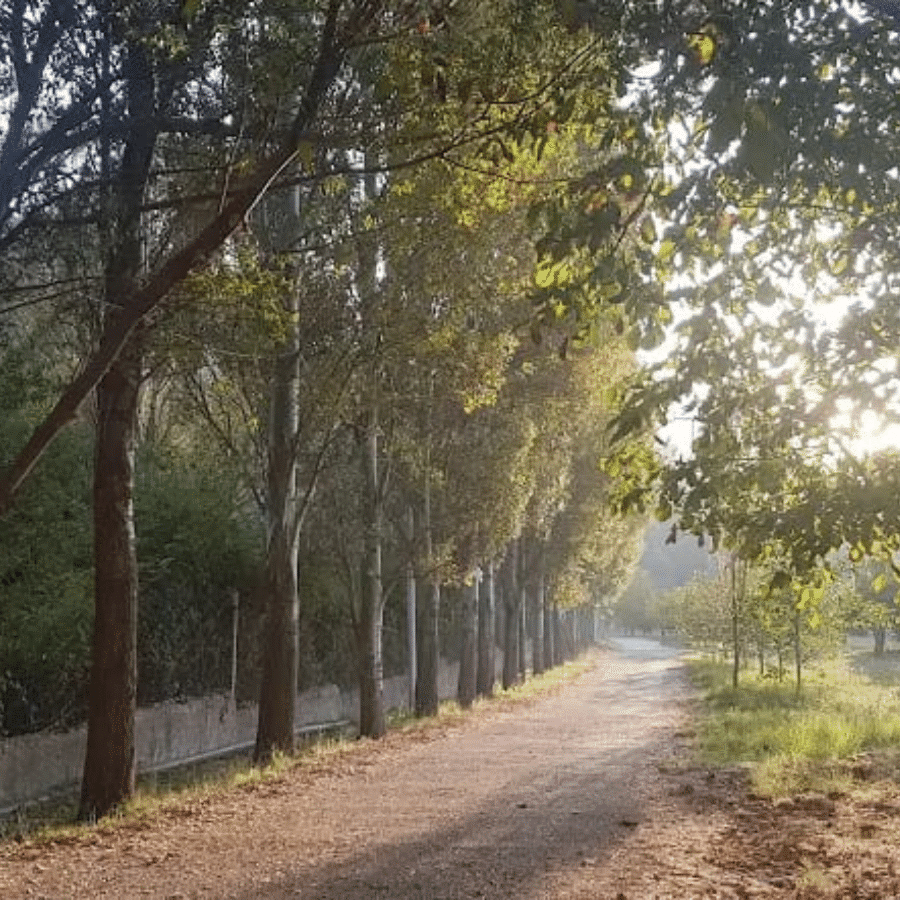 Chbanieh Forest