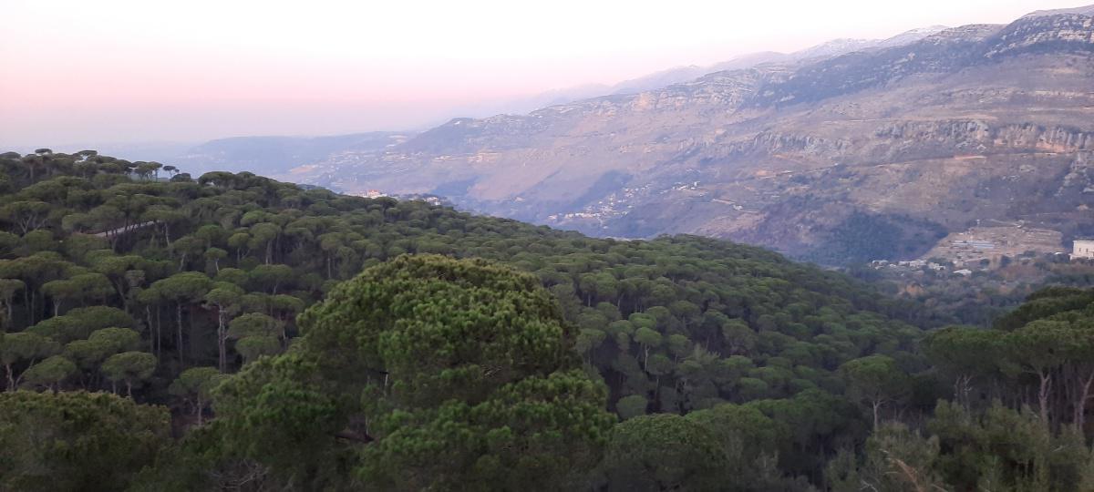 Incredible view Bkassine Forest