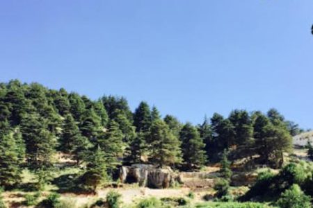 Karm El Mohr Cedar Forest