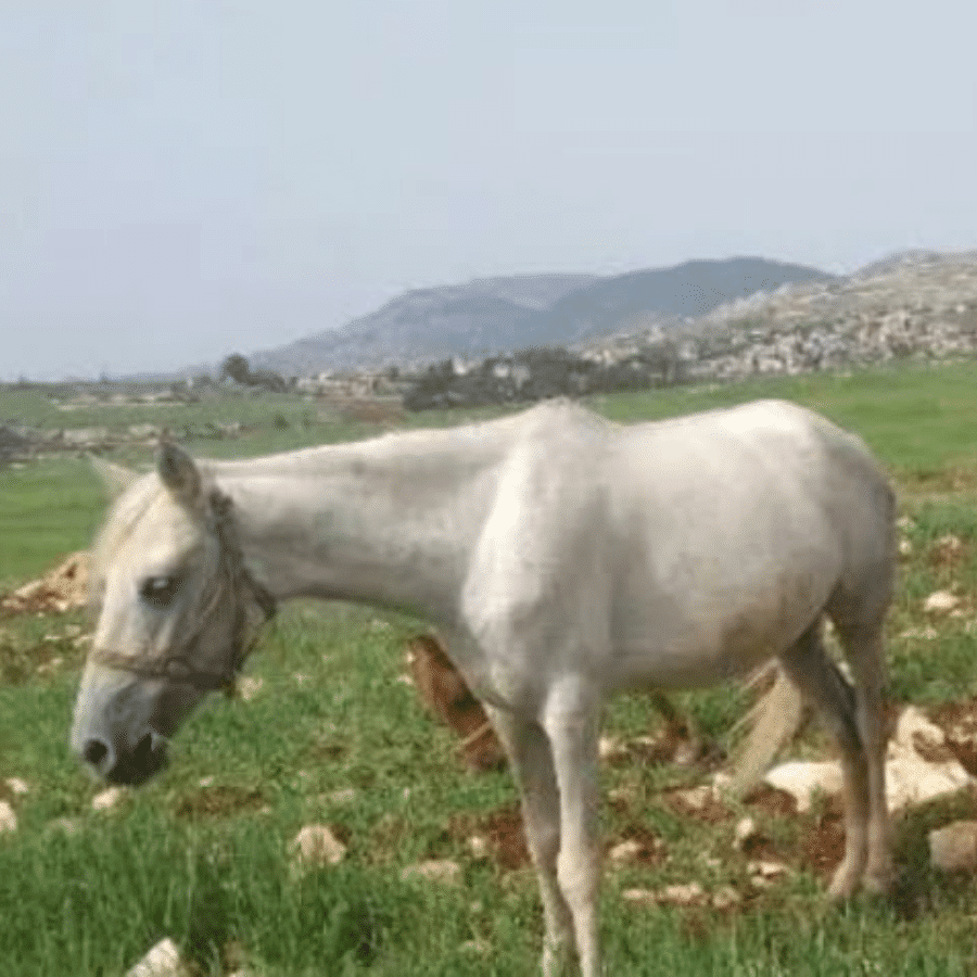 Al Adeyyat Horse Club