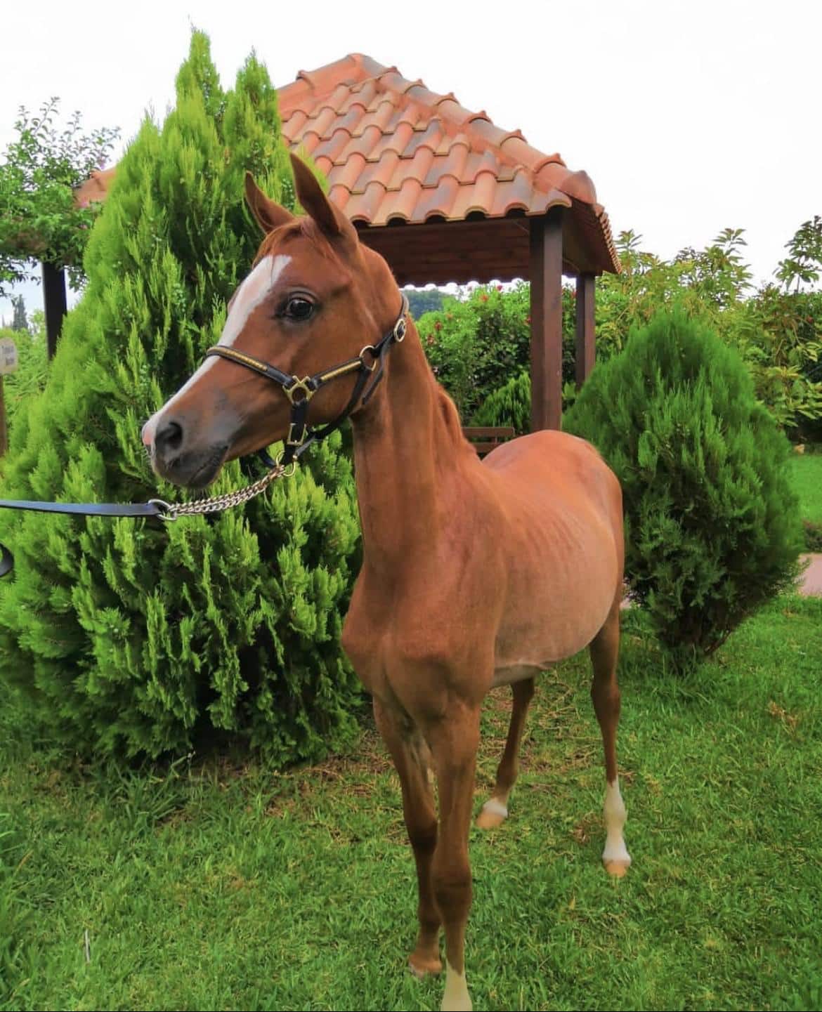 Al Jamil Equestrian club