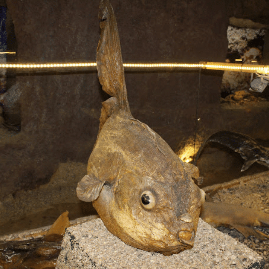 Lebanese Marine and Wildlife Museum