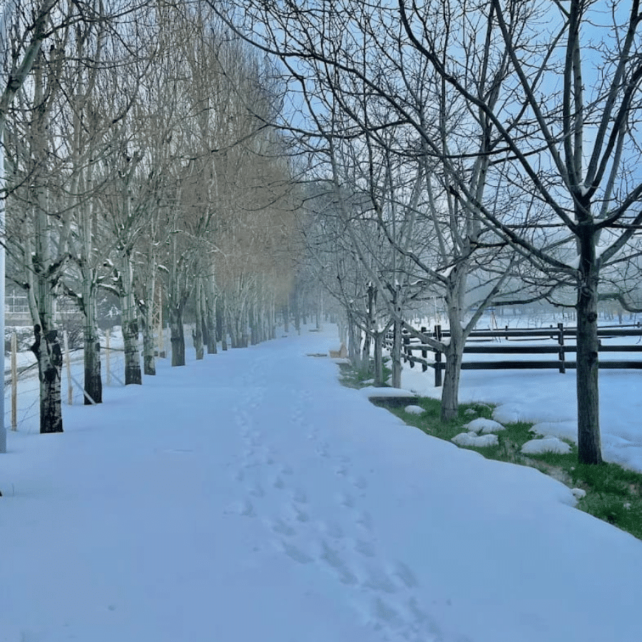 Chbanieh Forest