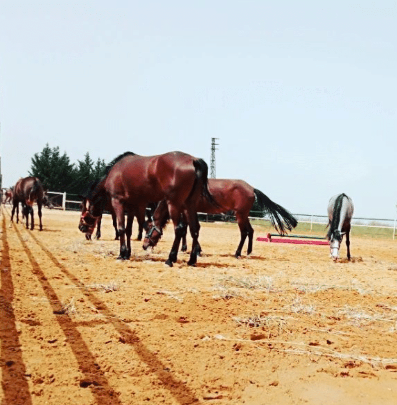 Cavallino Horse Riding Club – Jezzine