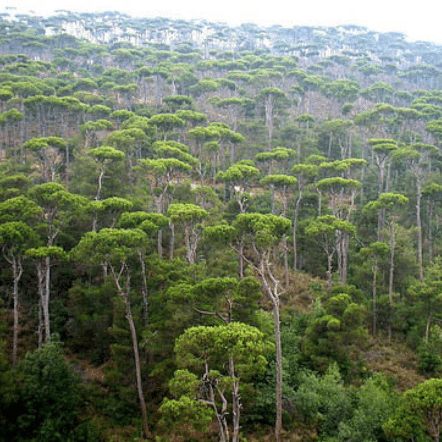 Small pine forest in Joun