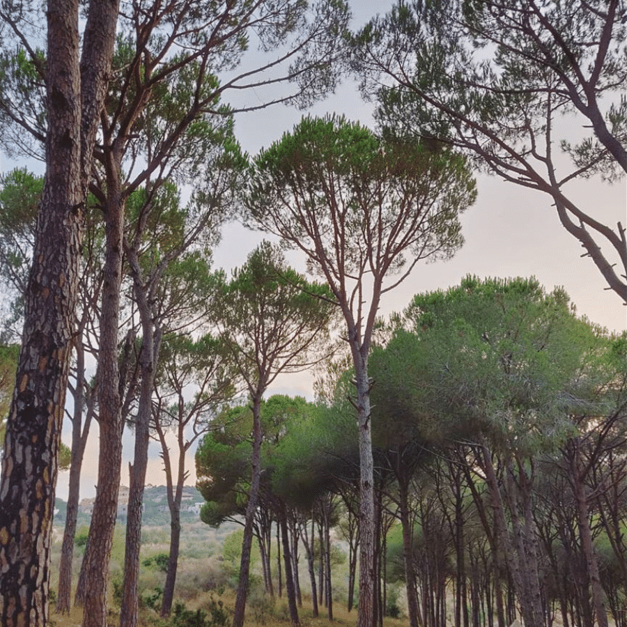 Small pine forest in Joun