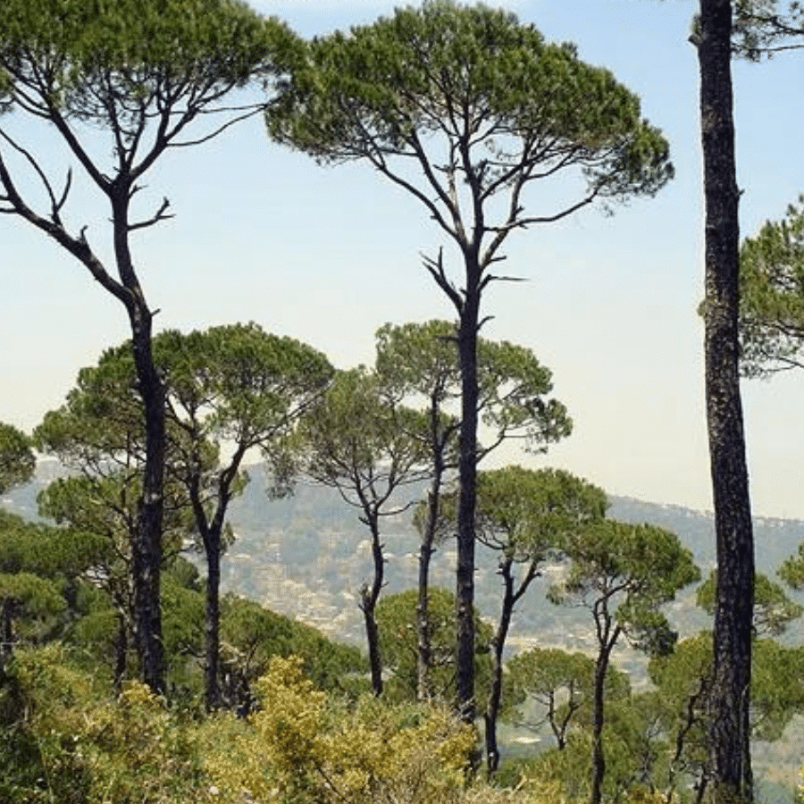 Small pine forest in Joun