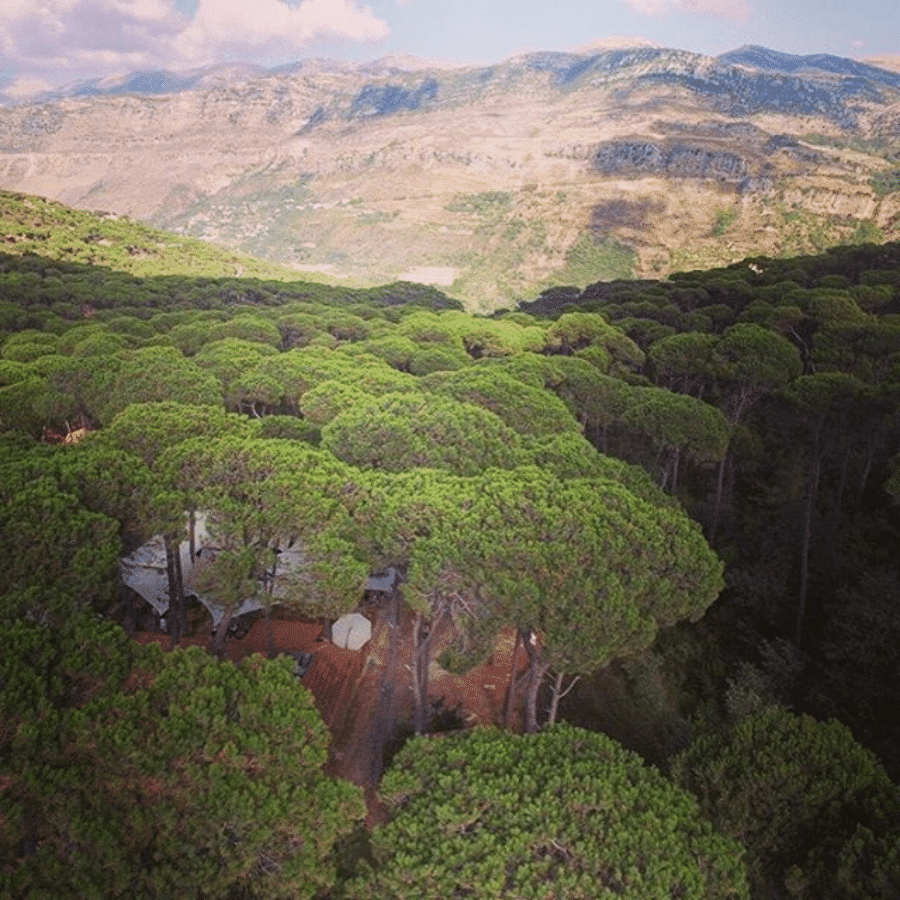 Small pine forest in Joun