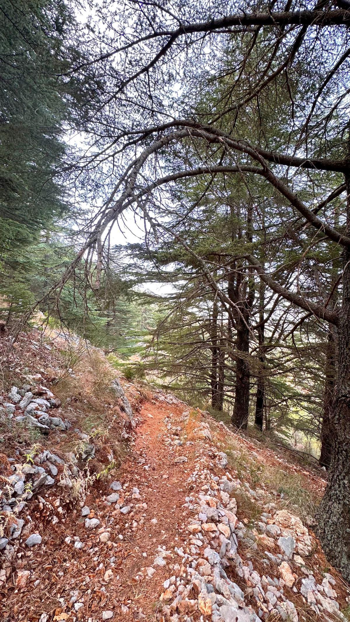 Aquafina Trail – Al Shouf Cedar Nature Reserve