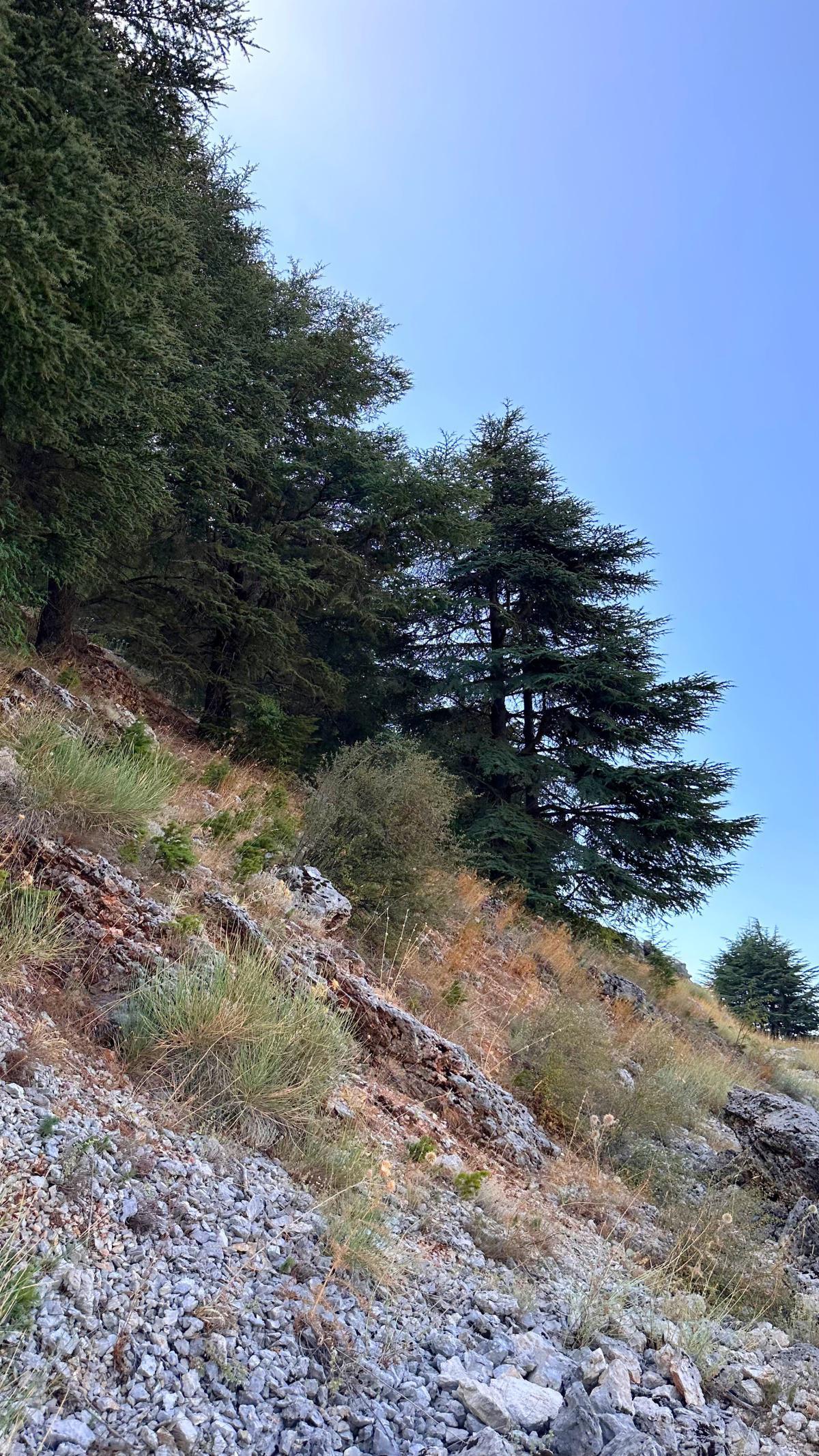 Aquafina Trail – Al Shouf Cedar Nature Reserve