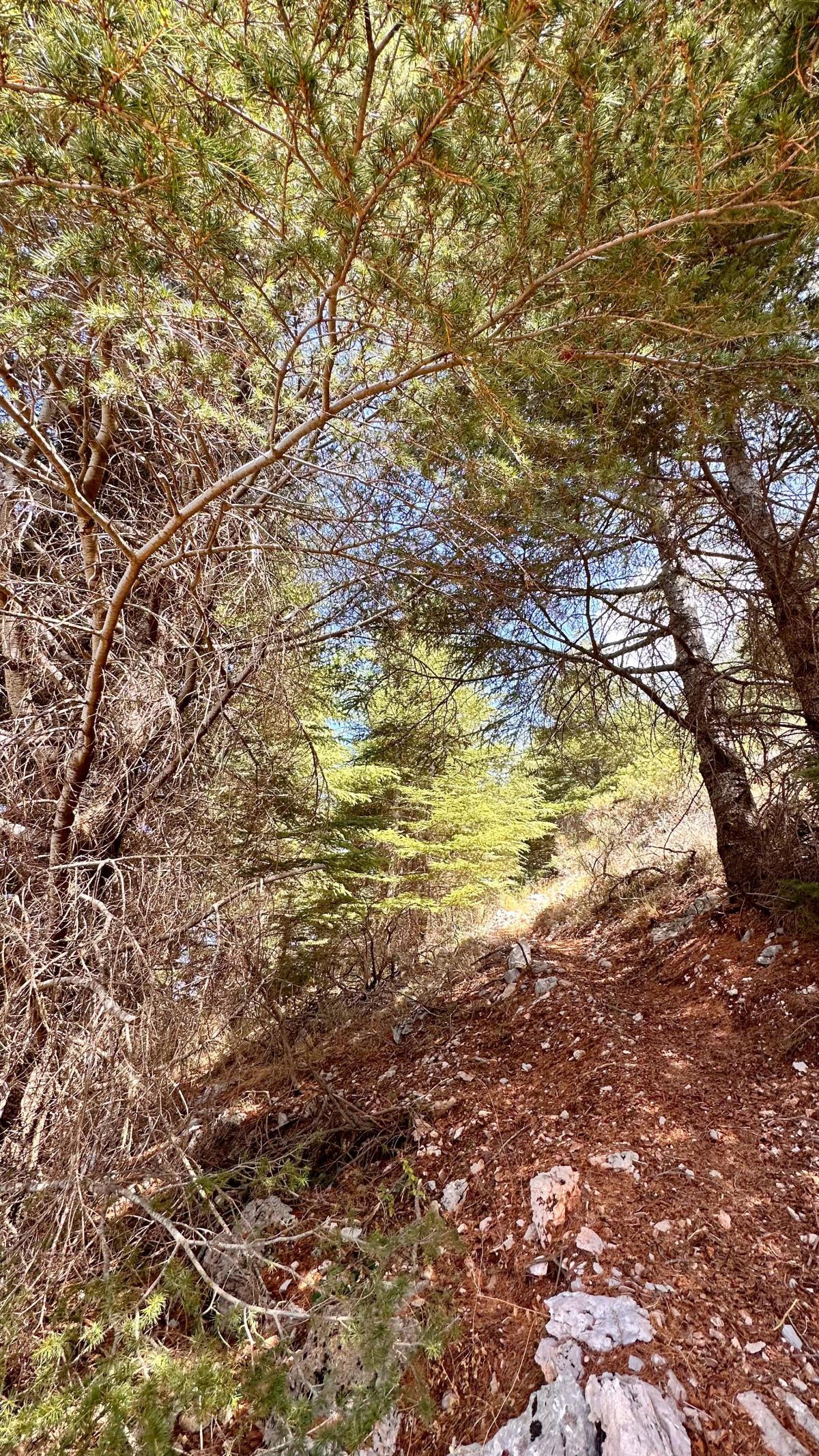 Aquafina Trail – Al Shouf Cedar Nature Reserve