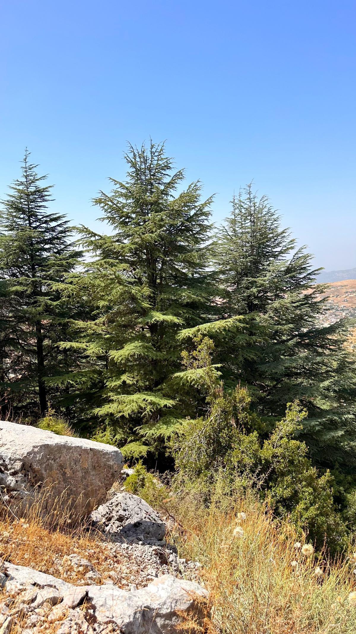 Aquafina Trail – Al Shouf Cedar Nature Reserve