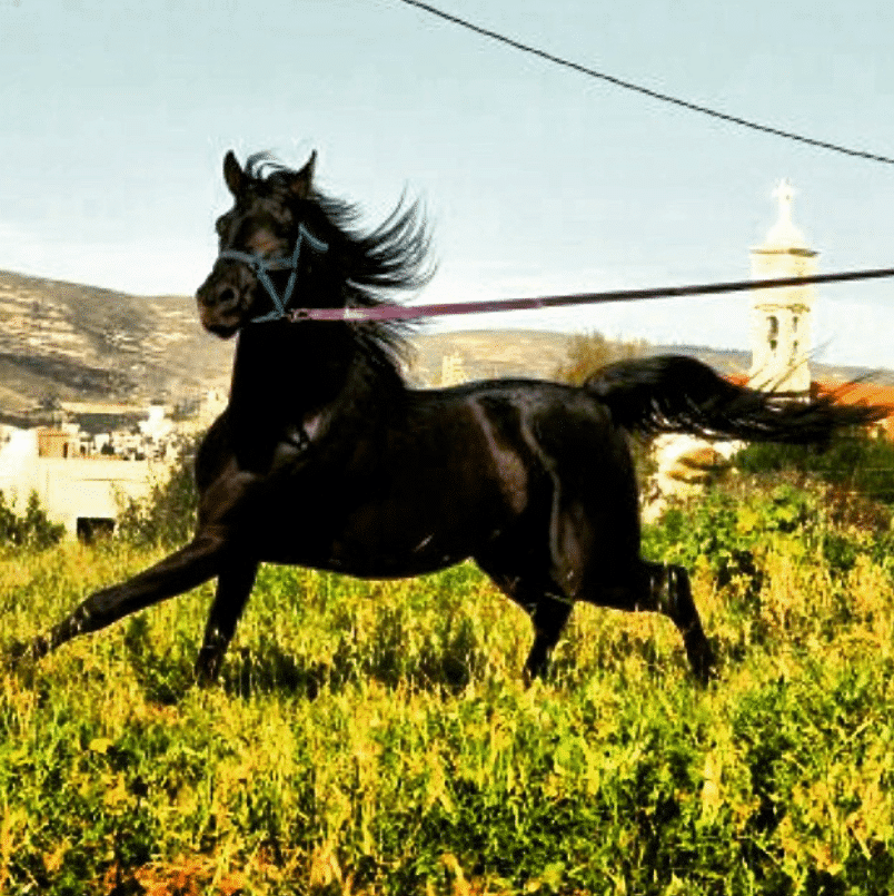 Mar Antonios Equestrian Club