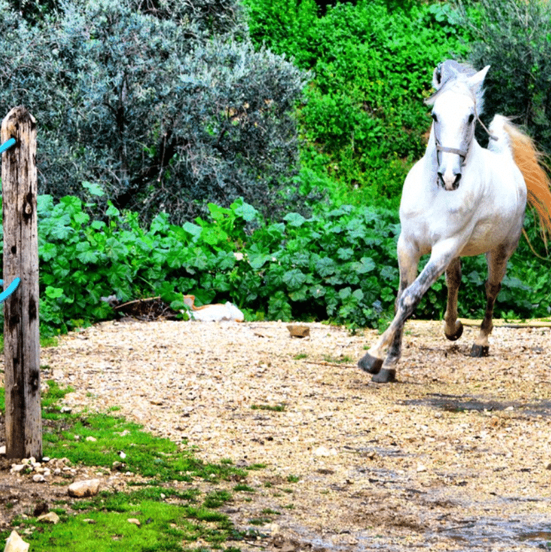 Mar Antonios Equestrian Club