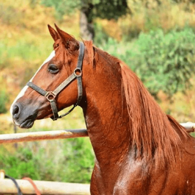 Mar Antonios Equestrian Club